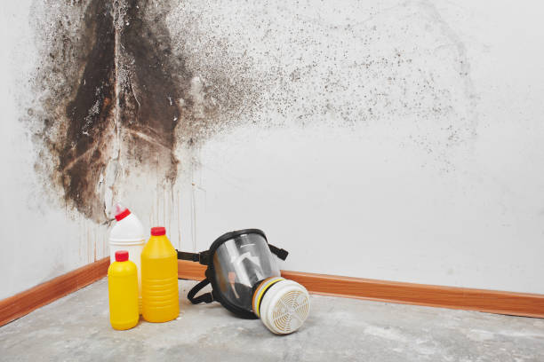 Mold Removal Process in Nederland, CO
