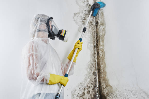 Best Affordable Mold Removal  in Nederland, CO