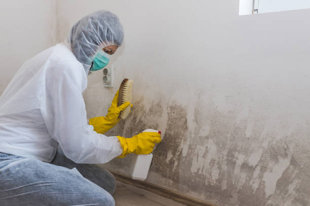 Best Toxic Mold Removal  in Nederland, CO