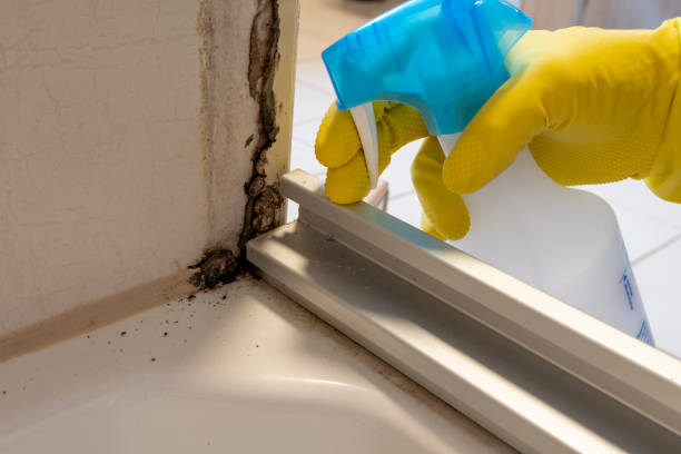 Best Mold Remediation  in Nederland, CO