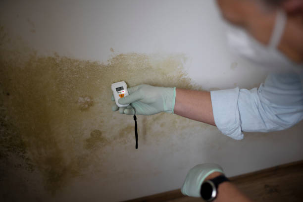 Best Attic Mold Removal  in Nederland, CO