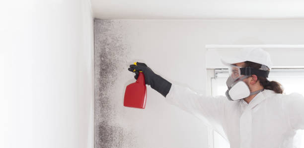 Mold Testing and Removal in Nederland, CO
