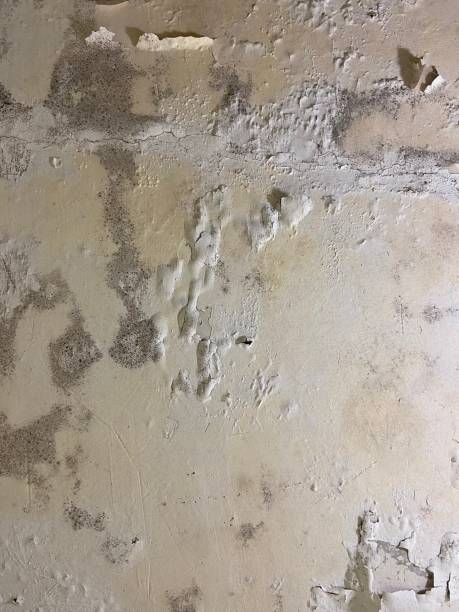 Nederland, CO Mold Removal Company