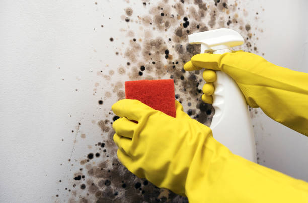 Best Professional Mold Removal  in Nederland, CO