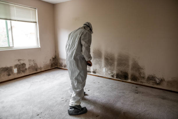 Best Mold Testing  in Nederland, CO